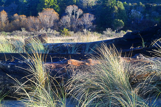 beach grass trees 3748 3 graphic